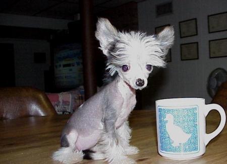 Mignon comme tout